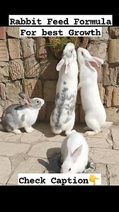 SIMPLE RABBIT FEED FORMULA FOR HEALTHY AND FAST GROWTH 1. Maize (Corn) – 30 kg - Gives rabbits the energy they need to grow quickly. 2. Soybean Meal – 20 kg - Rich in protein, helps build strong muscles. 3. Wheat Bran – 20 kg - Adds fiber, keeps their stomach working well. 4. Groundnut Cake – 15 kg - Provides protein and healthy fats for shiny fur and growth. 5. Fish Meal or Bone Meal – 5 kg - Supplies calcium and important minerals for strong bones. 6. Lucerne (Alfalfa) or Dried Forage – 8 kg -