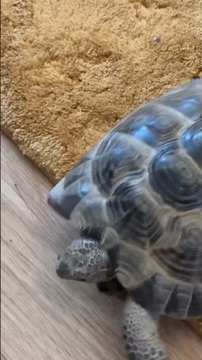 turtle power #tmnt #funny #lol