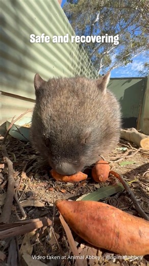 We’re currently on the ground helping wildlife carers like @AnimalAbbey take care of their animals, supporting carers keep up with their massive workloads and assisting in rescuing and transporting burnt animals to Red Box Wildlife Shelter We’re also supplying burn kits, incubators, food and medical supplies to wildlife carers across Victoria. If you are a wildlife carer or know of one who needs assistance in Victoria, please send us a DM. 🩵 Please consider donating today, so that we can make s