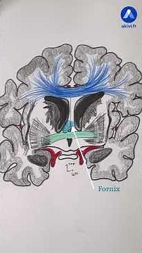 Anatomy of the commissures of the white matter #shorts