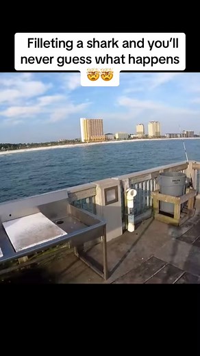 Fillet a Shark and Witness a Surprising Twist