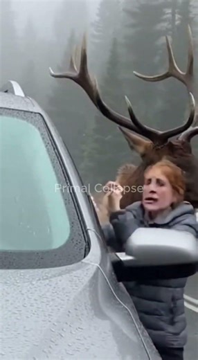 Massive Elk Charges on Foggy Mountain Highway | Car Survival Escape