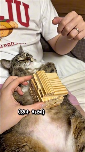 Cat Poop Cleaning Bread