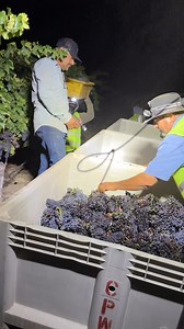 Cosecha de grenache @diablopaso @v1nojuan @Blakepacheco | Martínez Farming