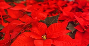 Weihnachtsstern, Christrose und Co: Bedeutung und Pflege für deine Weihnachtspflanzen