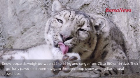 Fluffy but fierce: the remarkable hunting skills of snow leopards