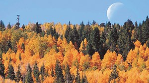 It’s time to escape, here’s where to enjoy pretty trees