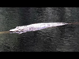 Alligators in The Withlacoochee River