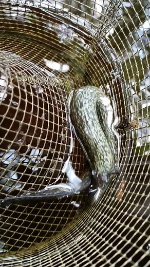 Say hello to the Greater Siren, an eel-like amphibian. If you look closely in the video, you will see the external gills flare up as the Siren moves under water. You can also see that it has no hind limbs, but did you know that they're nocturnal and can spend most of the day in vegetation and under rocks? This is quite a find for our Research Program. - Ayanna, Conservation Intern | Audubon's Corkscrew Swamp Sanctuary