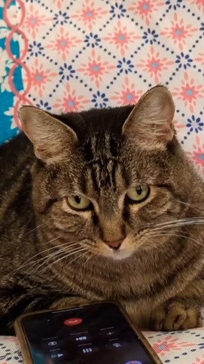 Penny is NOT having it! Like, excuse me-! #pennythecat #talkingcat | Penny The Talking Cat