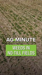 Winter annual weeds that germinate in the fall become more common without tillage. | Ag PhD