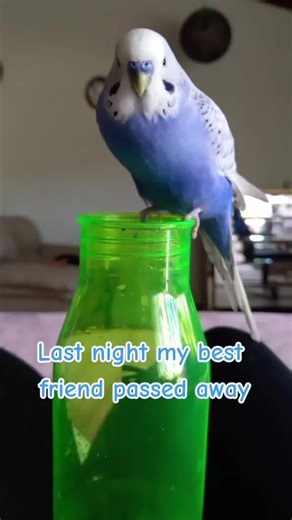 Tribute to Bluey: Remembering a Beloved Companion 🐦💙