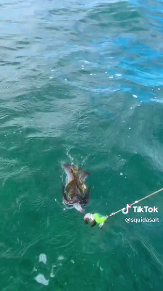 Awesome day yesterday testing out our new cloth jigs coming out soon! Using the Weedy Warrior, Calypso Ninja & Kraken Killa! The Weedy Warrior definitely deserves a promotion! 😂👌 #fyp #squidding #squid #lure #explorepage #trending #foryou #portlincoln #southaustralia #cloth #lures #jigs #sea #ocean #tiktok #boat #fishing #tinny #food #seafood