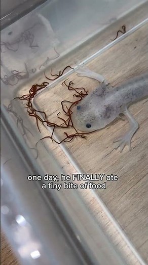 Unexpected Visitor: The Day We Found an Axolotl at Our Doorstep 🐟✨
