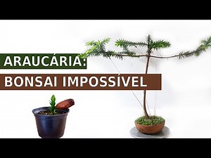 Transformando uma Araucária em Bonsai: Técnicas e Homenagem