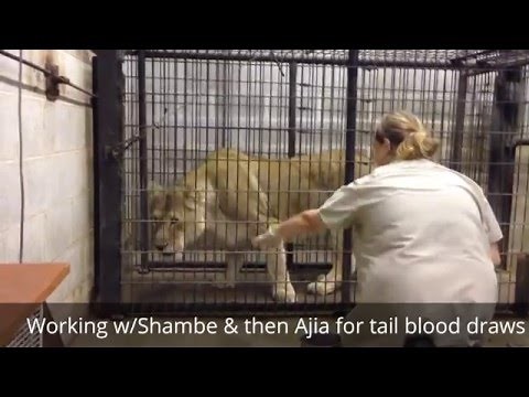 Lion Training at the NEW Zoo