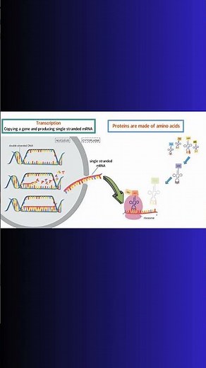 Translation and mRNA! RIBOSOMES! AMINOC ACIDS! #cellbiology #mrna #translation #biochemistry