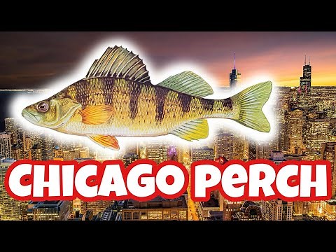 Where to Fish for Yellow Perch in Chicago | A Guide to Where and When
