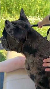 Small steps when introducing your Frenchton puppy to new experiences!