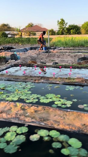 ขยายบ่อบัวประดับ##บัวประดับ #เกษตรผสมผสาน #เตชินท์ฟาร์ม