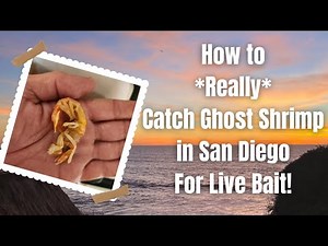 FREE Live Bait FOREVER | How To CATCH GHOST SHRIMP In San Diego | #sandiego #fishing #california