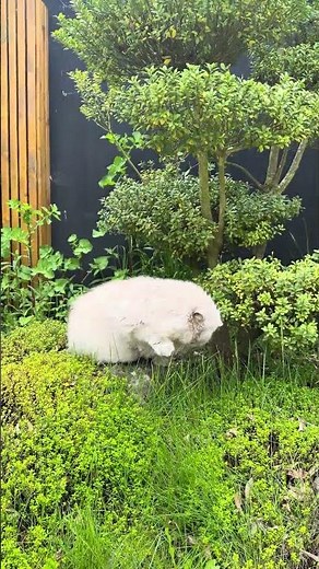 Lilac British Longhair & Bombay Cat, enjoying the garden
