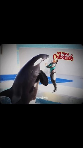 The Unique Bond Between Orcas and Their Trainers