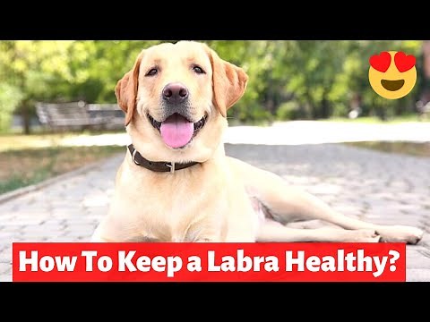 How to Keep a Labrador Retriever Healthy? How to take care of your Labrador Retriever?