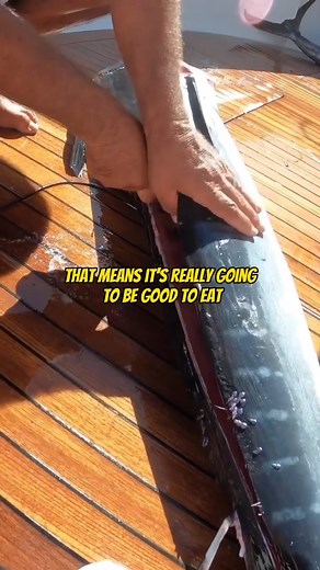 How to Fillet a Striped Marlin 🔪 - Part 2 Are you tired of sucking at fishing and want to learn and get more comfortable on the water? I Captain Dave created a mobile app “Your Saltwater Guide” with 400 videos showing and teaching you the ways of Saltwater Fishing. Your Saltwater Guide App Available Now on the Apple App Store & Google Play Store! #stripedmarlin #filletingfish #biggamefishing #fishfillet #fishinglife #fishingdaily #fishingtime #fishing #angler #angling #fishingvideo #fishingvide