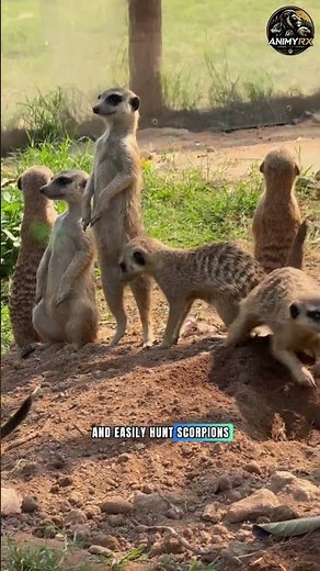 Unique Facts About Meerkats: Cute Animals Immune to Deadly Venom #uniquefacts #meerkat