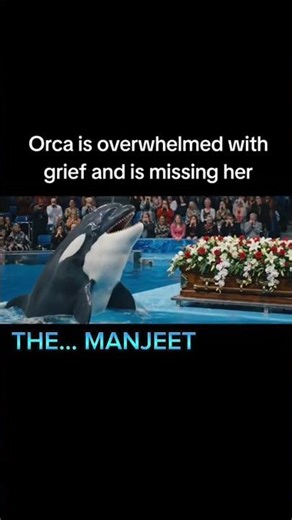 :🌊🐬 Cutest Dolphin Moments 😍 | Trending Shorts 🌟