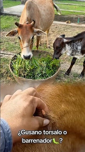 Removing a Botfly from a Cow’s Back 🐄🦟 #CowCare #BotflyRemoval #AnimalTreatment