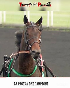 🇮🇹 GRANDE ITALIA IN FRANCIA 🇮🇹 FRANK GIO CLASSE SUPERIORE Il figlio di FACE time bourbon del team Guarato ha vinto a vincennes in 1.13.0⏱️ sui 2700 metri grazie ad uno spunto prolungamento di notevole fattura. I colori della scuderia BIVANS 🟡 🟢 e dei 44 soci che hanno aderito a prendere una quota del cavallo. Quarto con tanti rimpianti FIRST OF MIND 🇮🇹 che finisce a bomba dopo errore al via ma è solo quarto,grande prova anche per lui. | Trotto che Passione