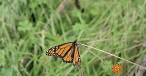 Nature: Monarch butterflies