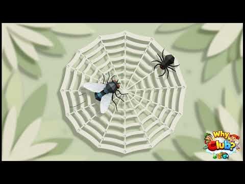 001 - Why do spiders make webs?