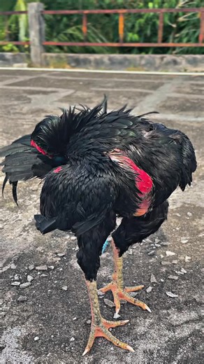 Tuan Muda Ireng: Mengenal Pakaian dan Budaya