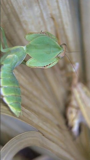 💥 Giant Shield Mantis vs Praying Mantis – Epic Battle