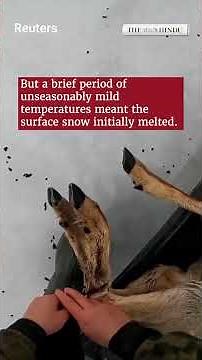 Fishermen rescue dozens of roe deer stranded on icy lake in Russia's Siberia