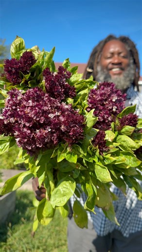 Cardinal Basil is out here breaking all the rules 💜🌿 Blazing bright purple blooms that stop you in your tracks… and leaves that taste just as bold as they look. Sweet, spicy, slightly clove-like — perfect torn over tomatoes, stirred into pasta, or muddled into a summer drink. Pollinators can’t resist it. Cooks won’t stop using it. And your garden? It just leveled up. Plant the flavor. Grow the color. 💜✨ #herbalife #herbs #flowers #flowerpower #gardening | Baker Creek Seeds