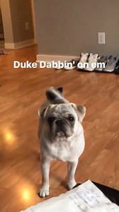 Oh my god did that dog just dab 😂😂 ViralSnare | UNILAD