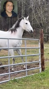 Animals vs Shock Fence ⚡️#electricfence #funnymoments #animalsfunny | Eletric FENCE