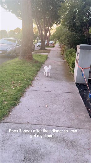 Life of a furmum. #toypoodlesoftiktok #dogs #fyp #toypoodles #MelbournePoodles