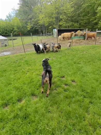 Goat chase of the year #goat #funnyvideos #funnyanimals #farm #cuteanimals