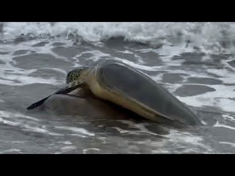 Green Turtles Mating | Daily Jupiter Beach Vibes ASMR 6/10/26