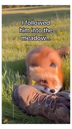 Fox brings wild flowers as a thank you #animals #wholesome | StoryTime