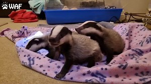 Our badger cubs are very vocal this morning...(sound on!) #wildliferecue #animalcharity #badgercubs | Wildlife Aid
