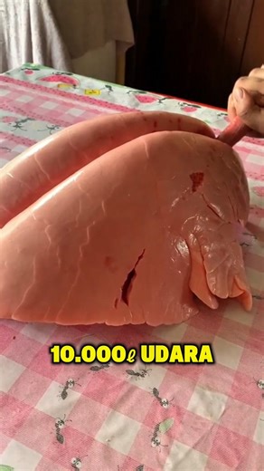 dr. Gia Pratama on Instagram: "Ini adalah Paru-paru. Paru adalah organ yang bisa mengapung di air karena penuh udara. Dalam dunia forensik, sifat ini dipakai dalam lung float test untuk melihat seseorang meninggal karena tenggelam atau sudah meninggal sebelum masuk ke air. Setiap paru menyimpan belasan juta alveolus. Kalau seluruh permukaannya direntangkan, luasnya sekitar setengah lapangan Padel. Di saluran saluran udara ini, ada cilia mikroskopik yang menyapu dua belas sampai lima belas kali p