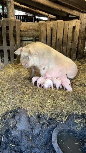 Pigs family, mom and babies #pig #cuteanimals #shorts #farm