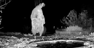Video shows raccoon completing handstand and walking on front paws in garden | BreakingNews