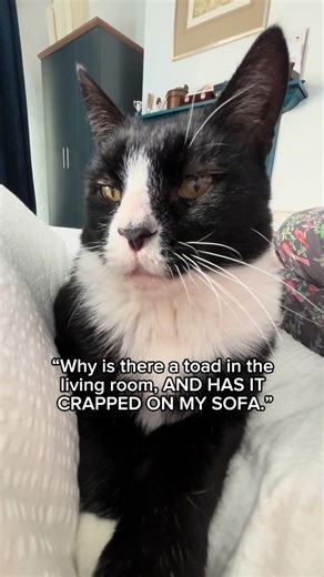 The Toadening – Hilarious Cat Moments with Felix and Willow